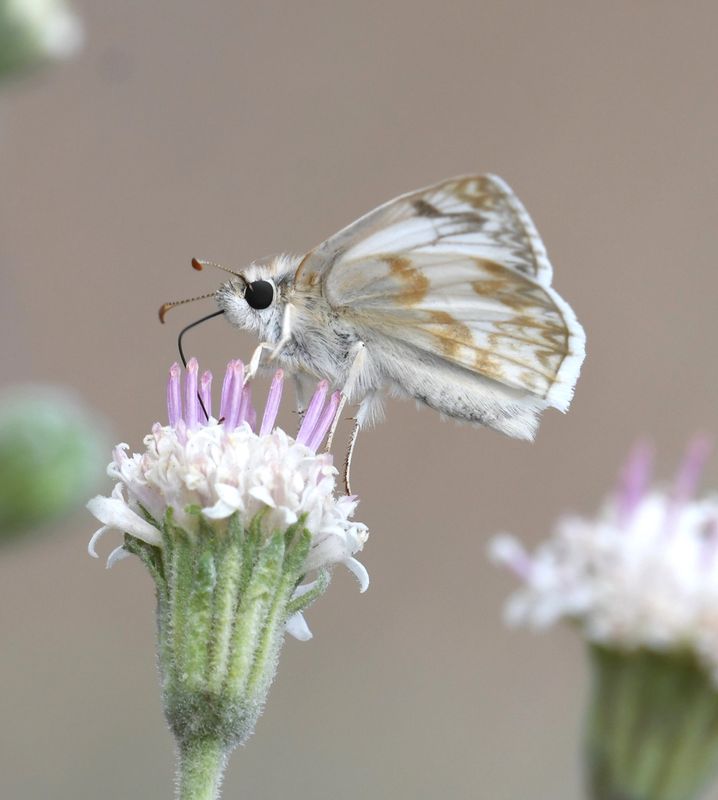 Northern White Skipper: Heliopetes ericetorum