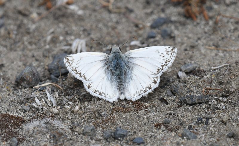 Northern White Skipper: Heliopetes ericetorum