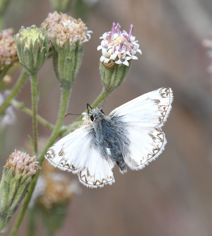 Northern White Skipper: Heliopetes ericetorum