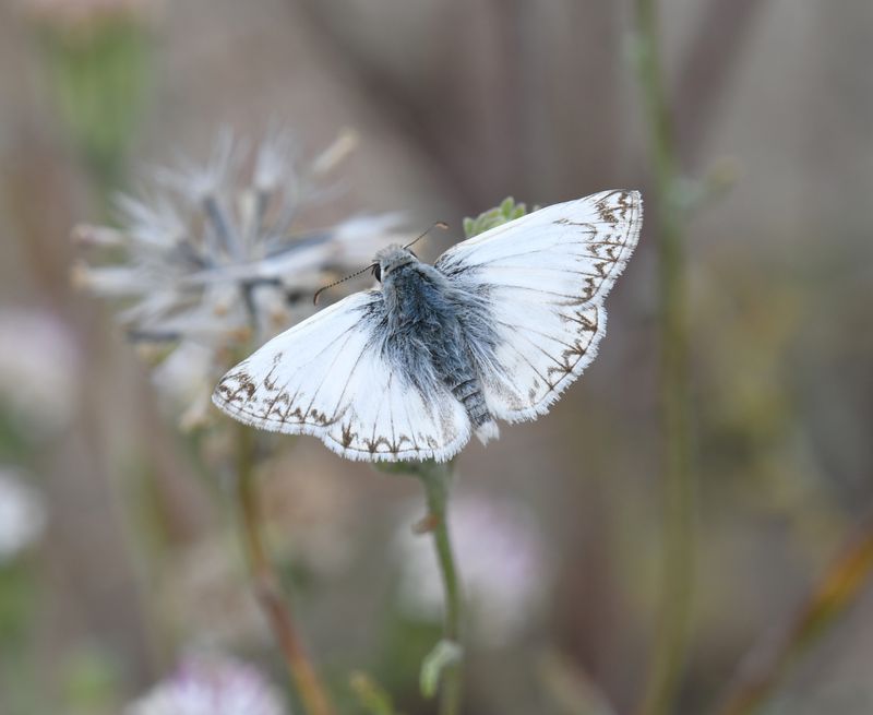 Northern White Skipper: Heliopetes ericetorum