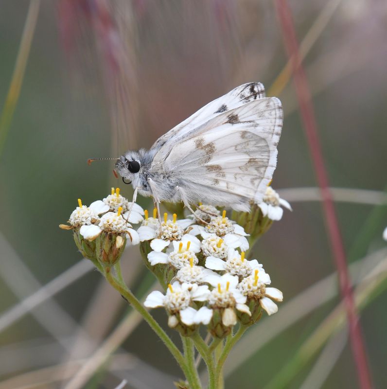 Northern White Skipper: Heliopetes ericetorum