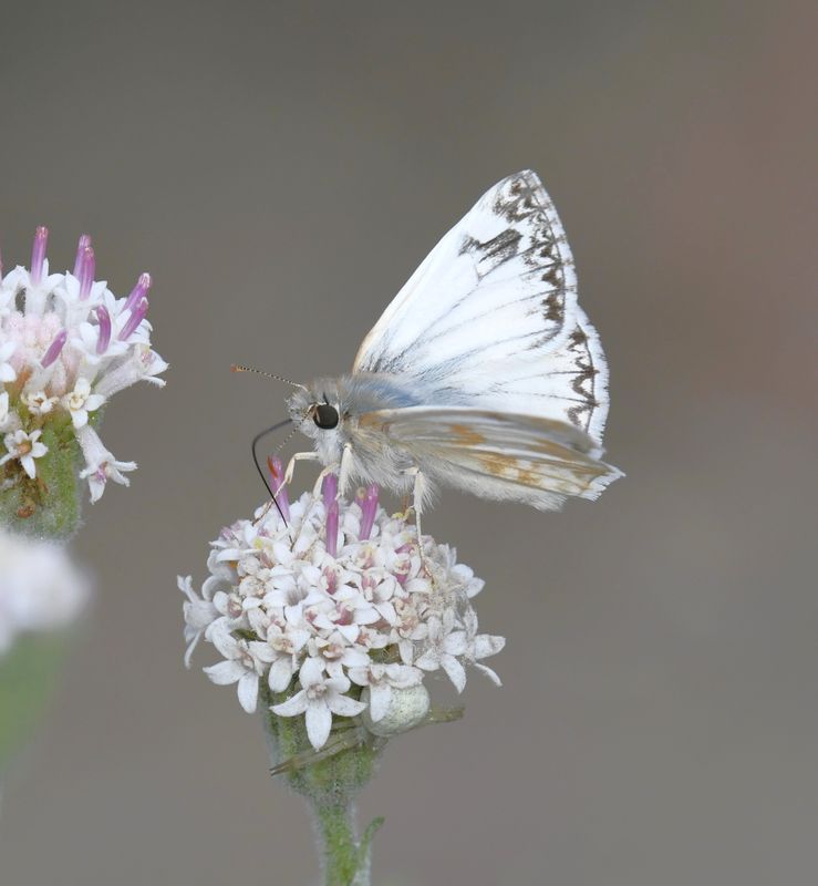 Northern White Skipper: Heliopetes ericetorum