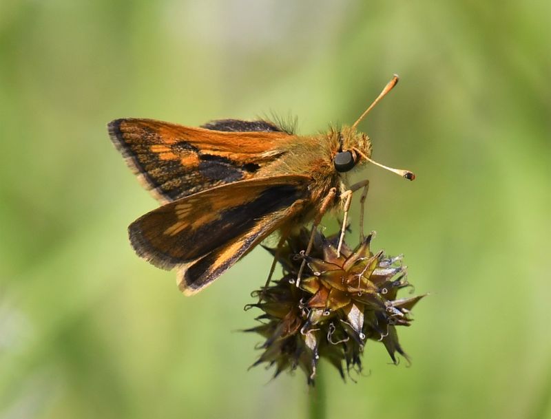 Peck's Skipper: Polites peckius