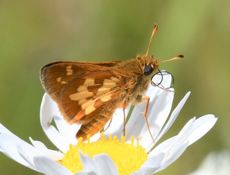 Peck's Skipper: Polites peckius
