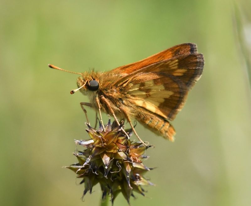 Peck's Skipper: Polites peckius