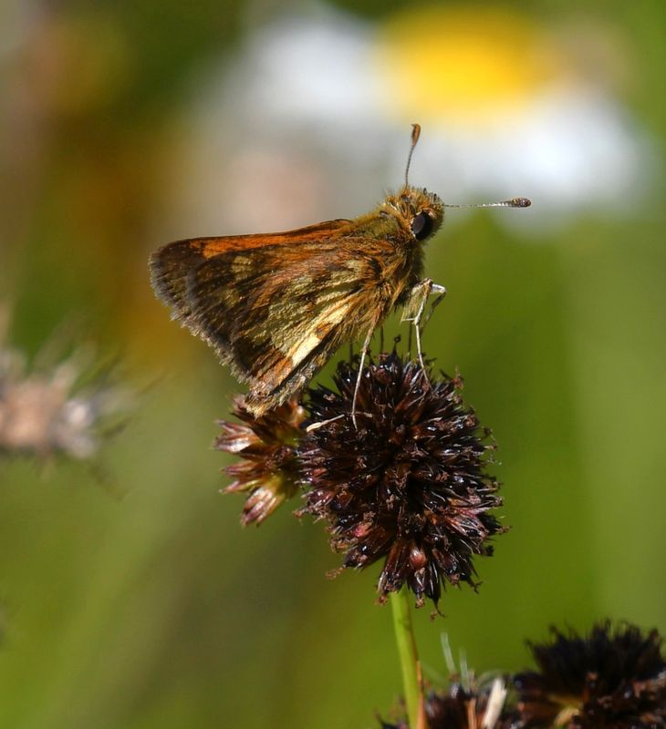 Peck's Skipper: Polites peckius
