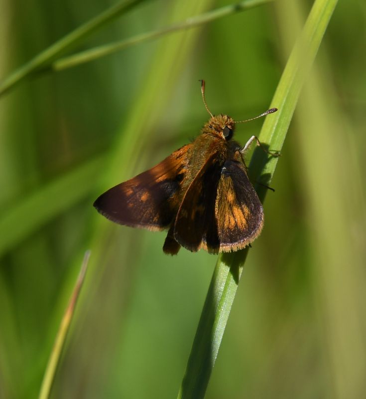 Peck's Skipper: Polites peckius