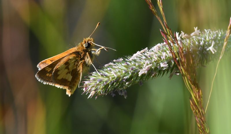 Peck's Skipper: Polites peckius