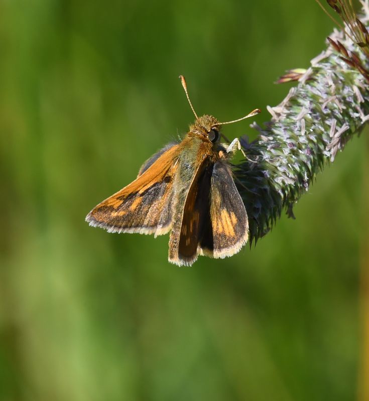 Peck's Skipper: Polites peckius