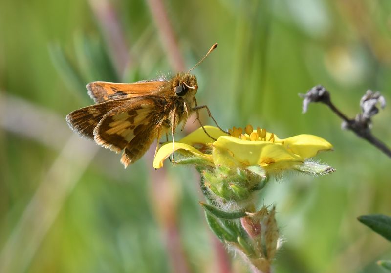 Peck's Skipper: Polites peckius