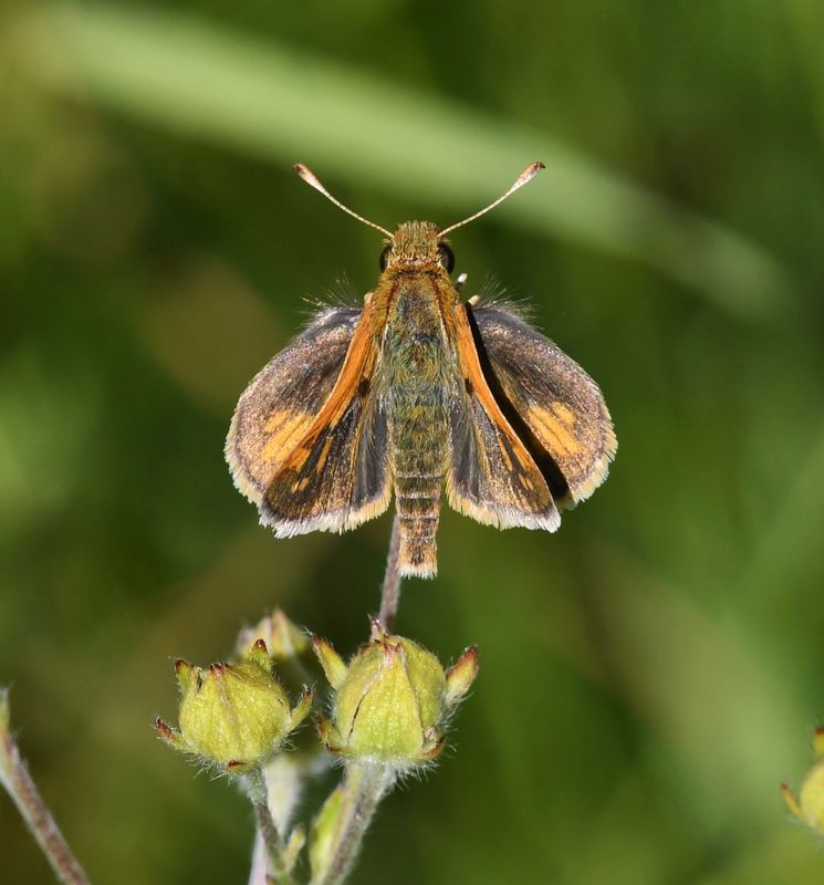 Peck's Skipper: Polites peckius
