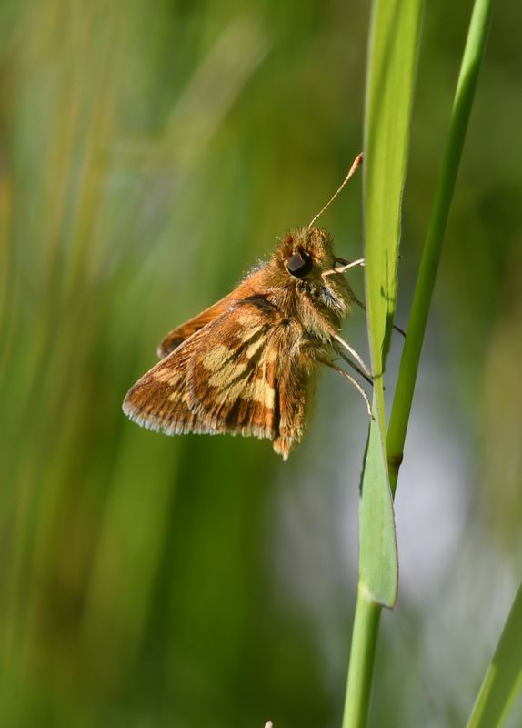 Peck's Skipper: Polites peckius