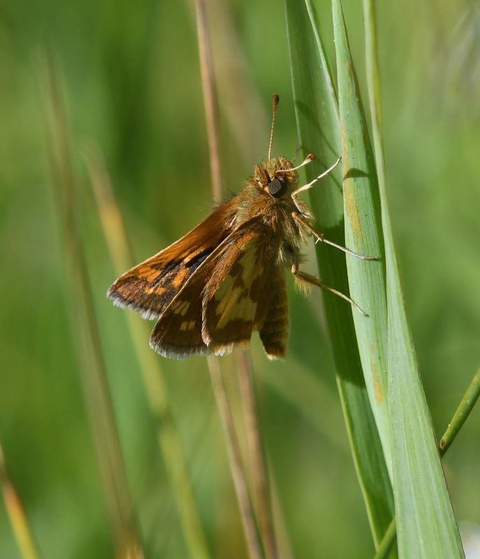 Peck's Skipper: Polites peckius