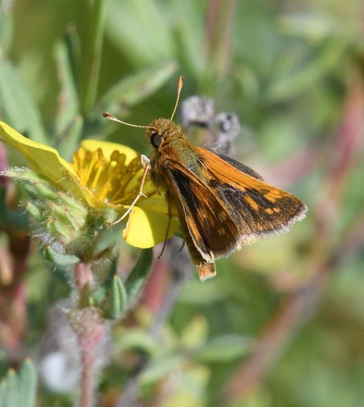 Peck's Skipper: Polites peckius