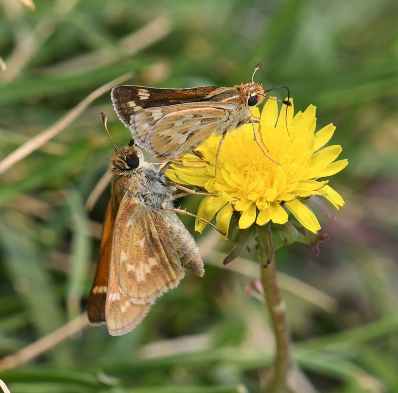 Sandhill Skipper: Polites sabuleti and Sachem: Atalopedes campestris