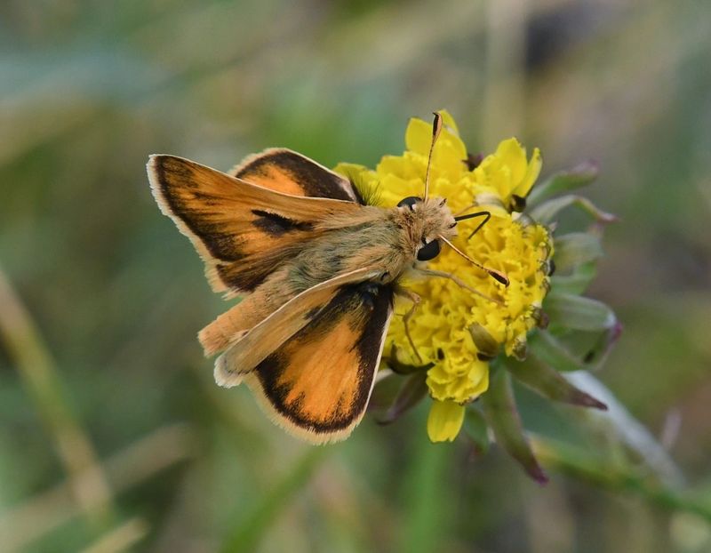Sandhill Skipper: Polites sabuleti