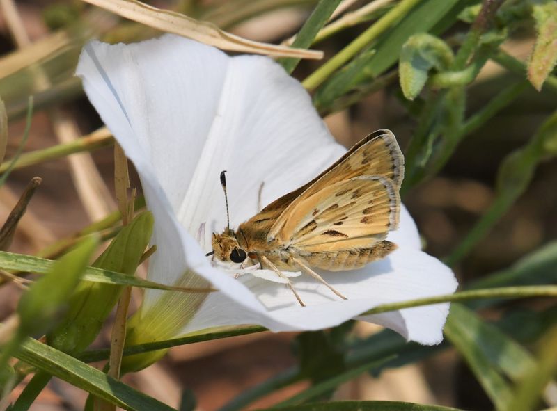 Sandhill Skipper: Polites sabuleti