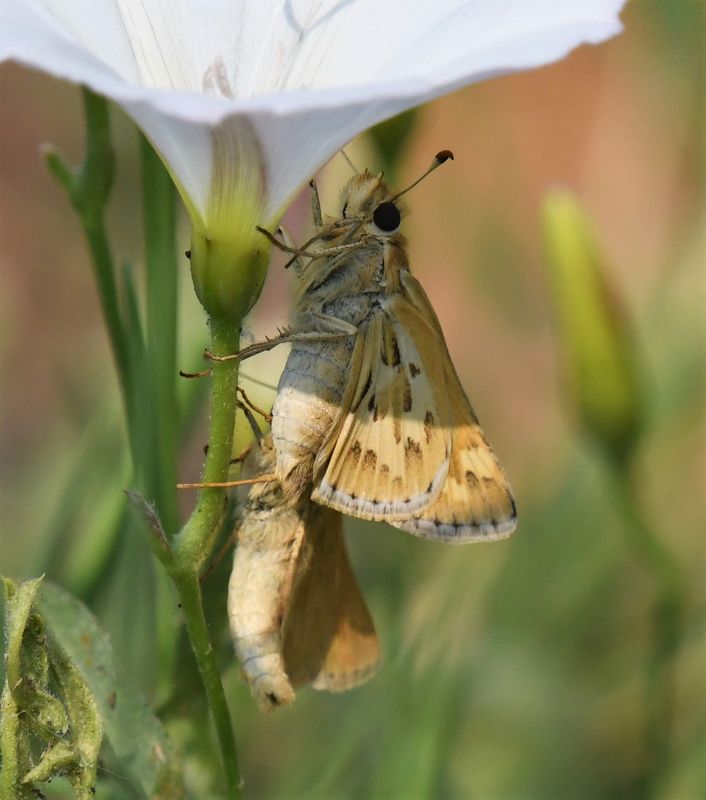 Sandhill Skipper: Polites sabuleti