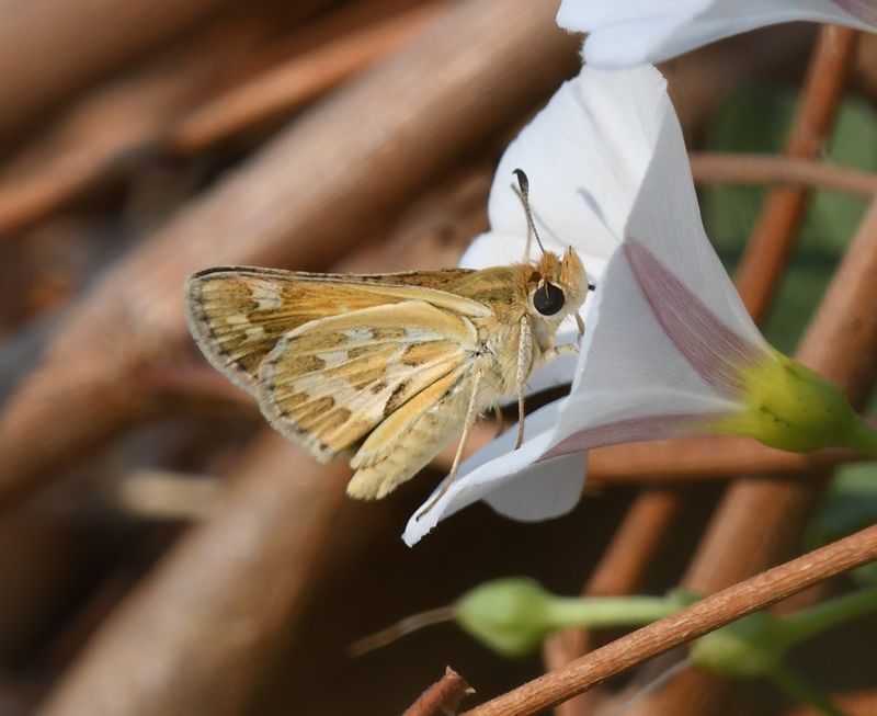 Sandhill Skipper: Polites sabuleti
