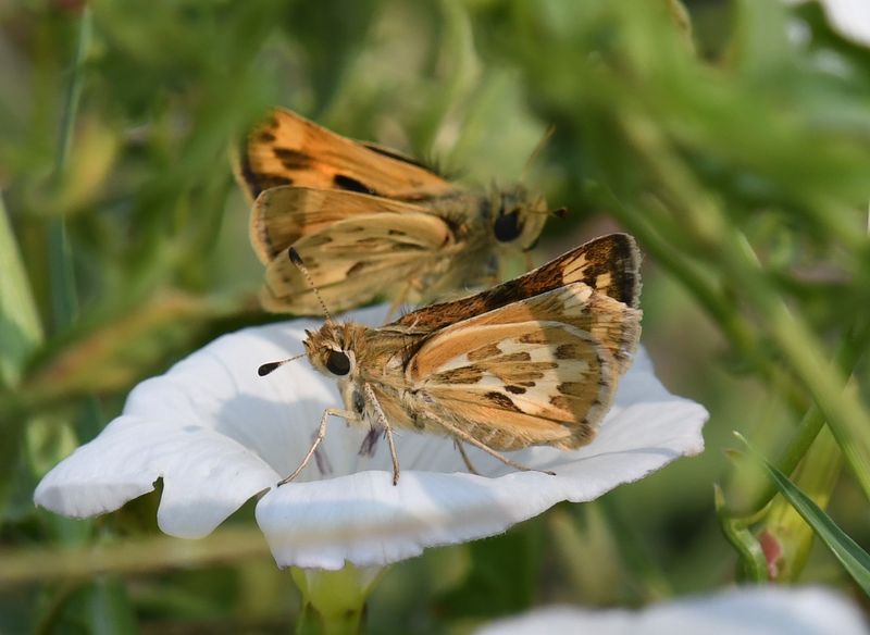 Sandhill Skipper: Polites sabuleti