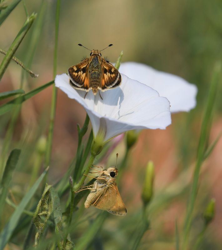 Sandhill Skipper: Polites sabuleti