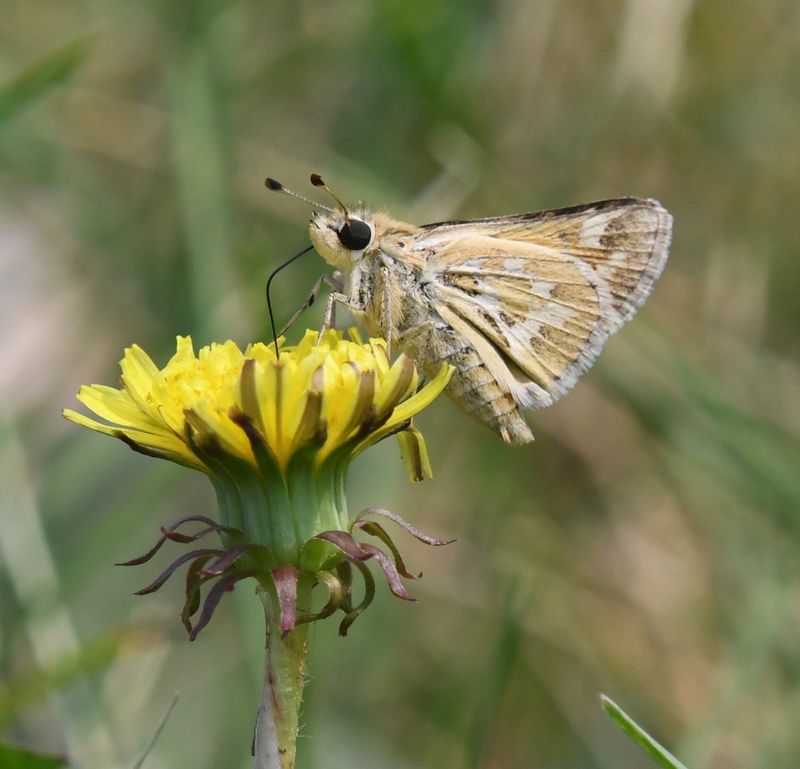 Sandhill Skipper: Polites sabuleti