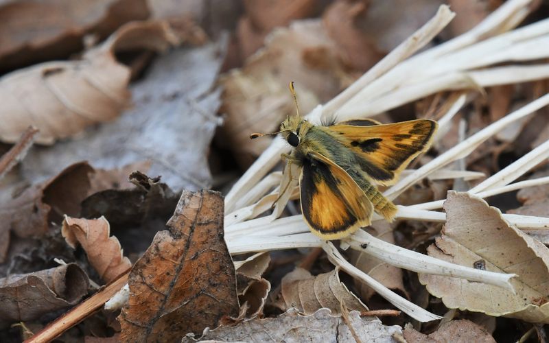 Sandhill Skipper: Polites sabuleti