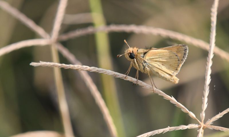 Sandhill Skipper: Polites sabuleti