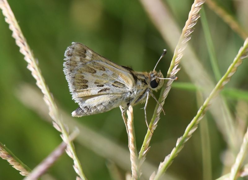 Sandhill Skipper: Polites sabuleti