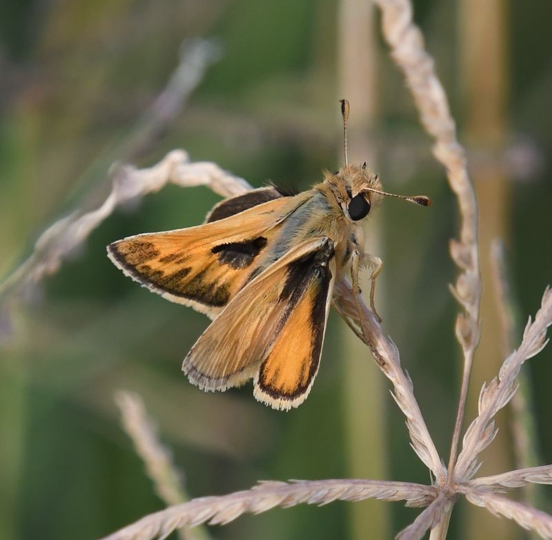 Sandhill Skipper: Polites sabuleti