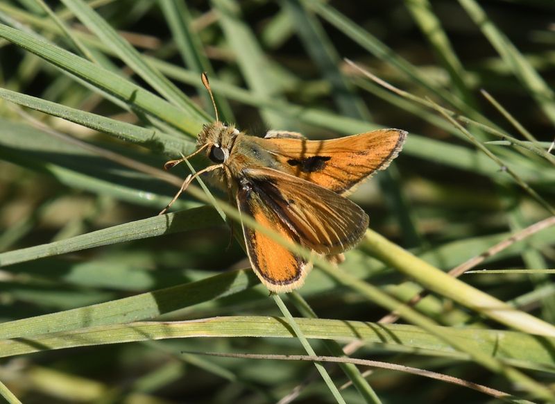 Sandhill Skipper: Polites sabuleti