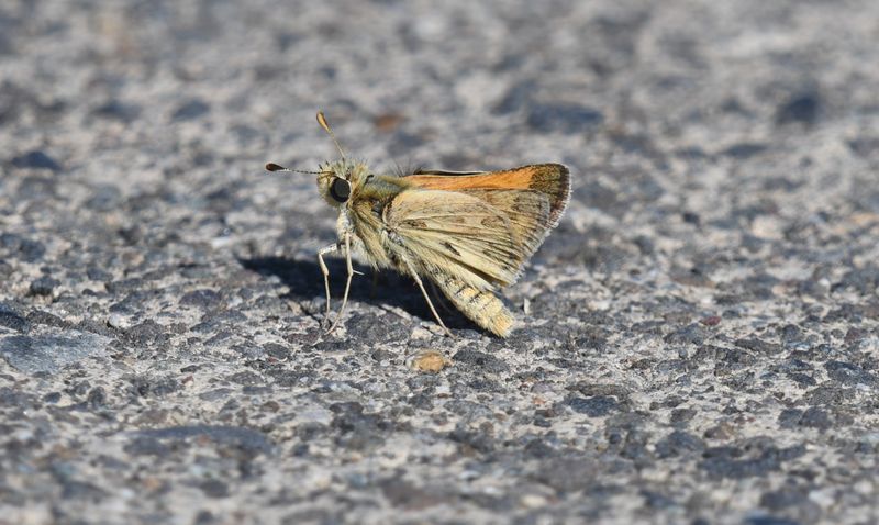 Sandhill Skipper: Polites sabuleti