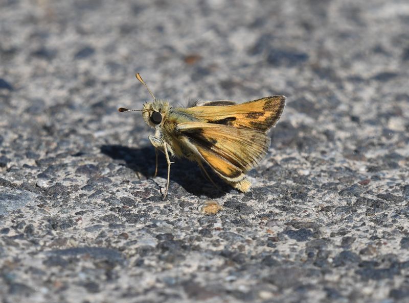 Skipper, Sandhill