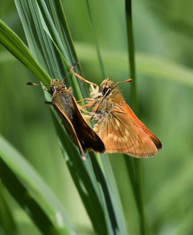 Sonora Skipper: Limochores sonora