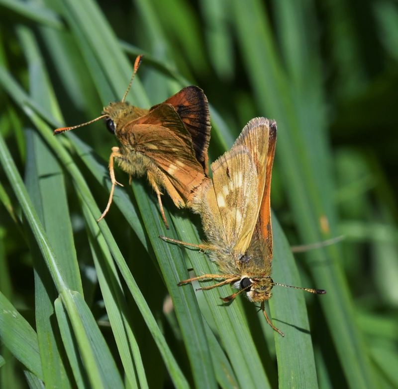 Sonora Skipper: Limochores sonora