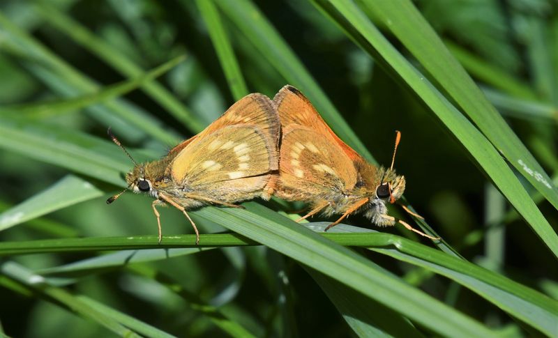 Sonora Skipper: Limochores sonora