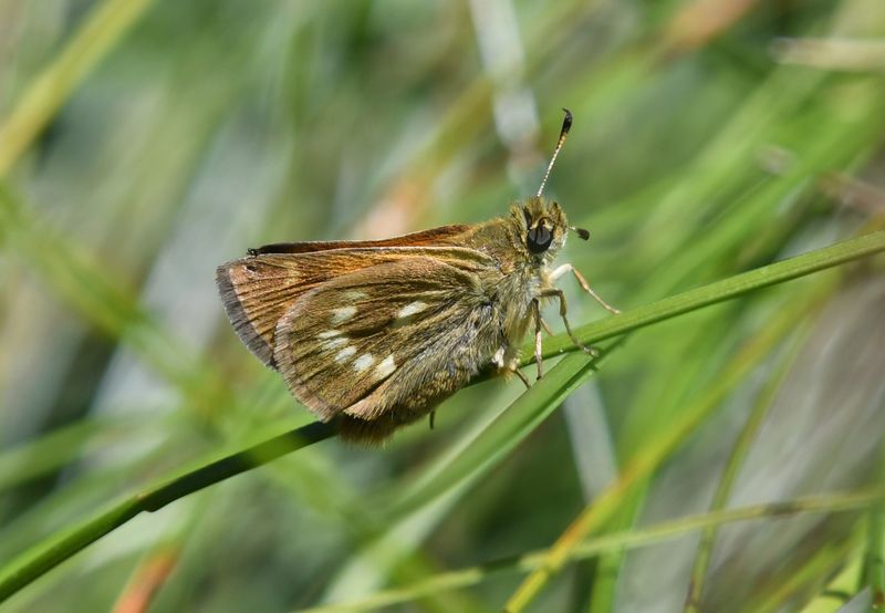 Sonora Skipper: Limochores sonora