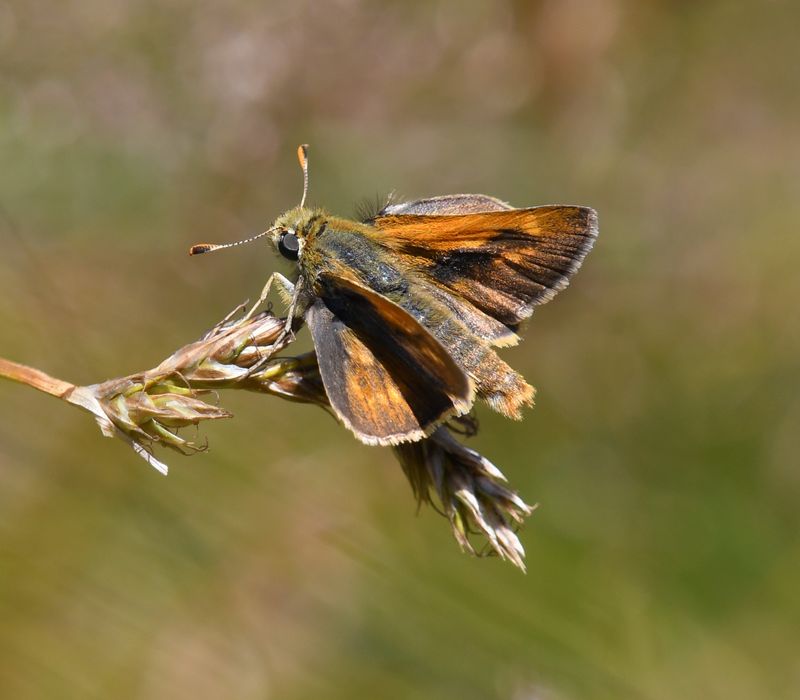 Sonora Skipper: Limochores sonora