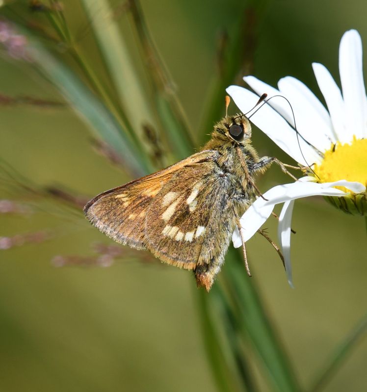 Sonora Skipper: Limochores sonora