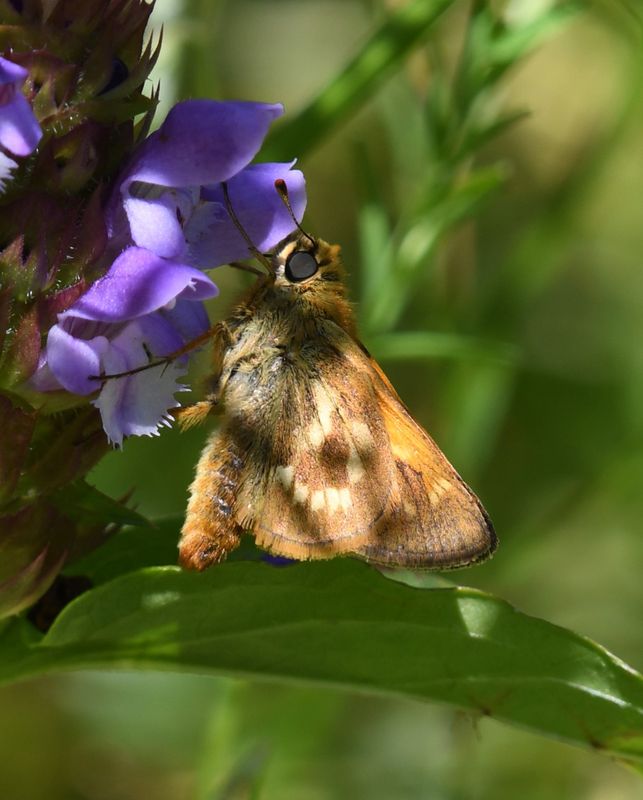 Sonora Skipper: Limochores sonora