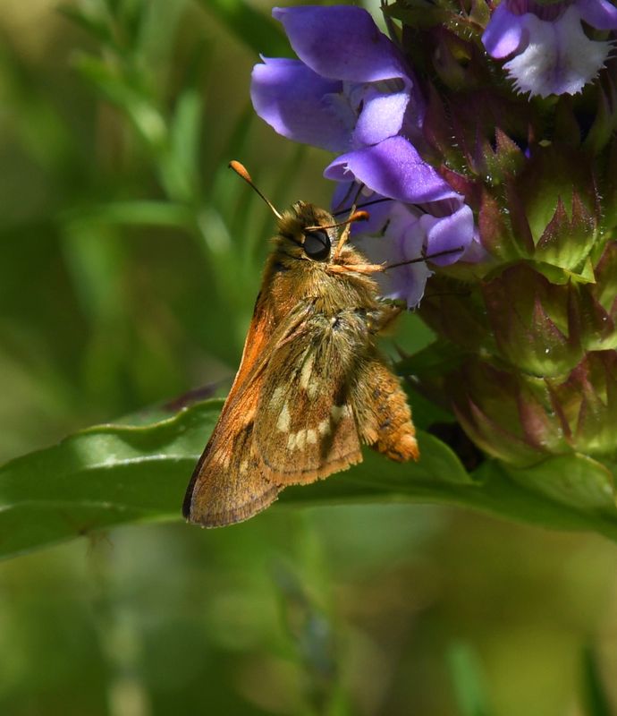 Sonora Skipper: Limochores sonora