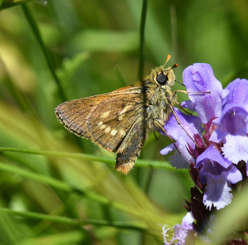 Sonora Skipper: Limochores sonora