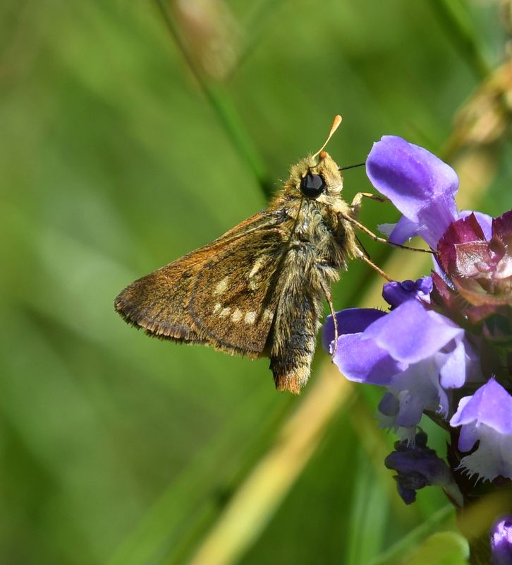 Sonora Skipper: Limochores sonora
