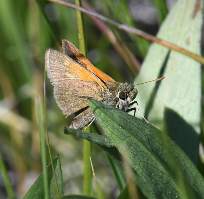 Tawny-edged Skipper: Polites themistocles