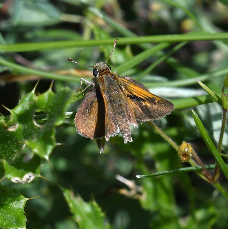 Tawny-edged Skipper: Polites themistocles