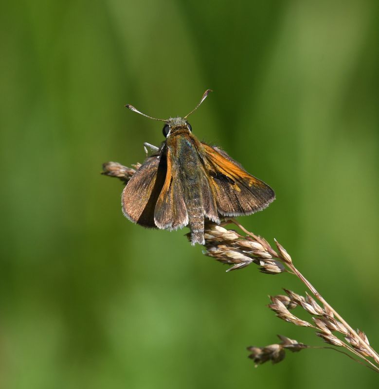 Tawny-edged Skipper: Polites themistocles