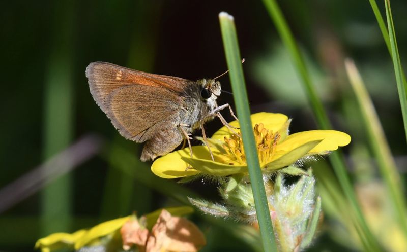 Tawny-edged Skipper: Polites themistocles