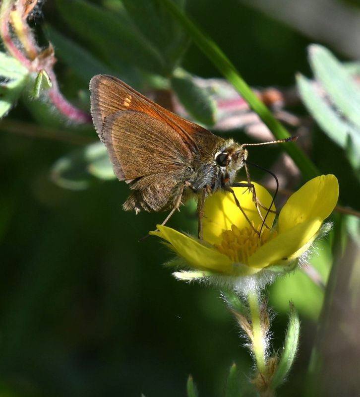 Tawny-edged Skipper: Polites themistocles