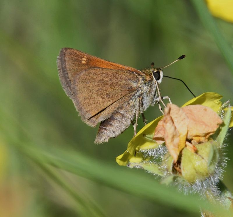 Tawny-edged Skipper: Polites themistocles