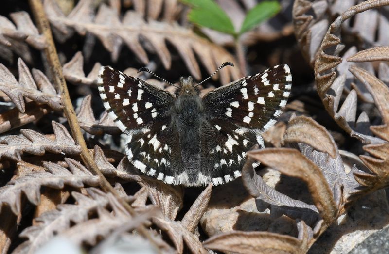 Two-banded Checkered Skipper: Pyrgus ruralis